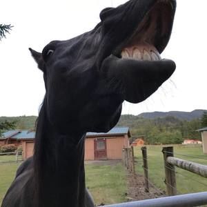 Meet your Posher, Pattie